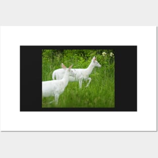 White Deer Posters and Art